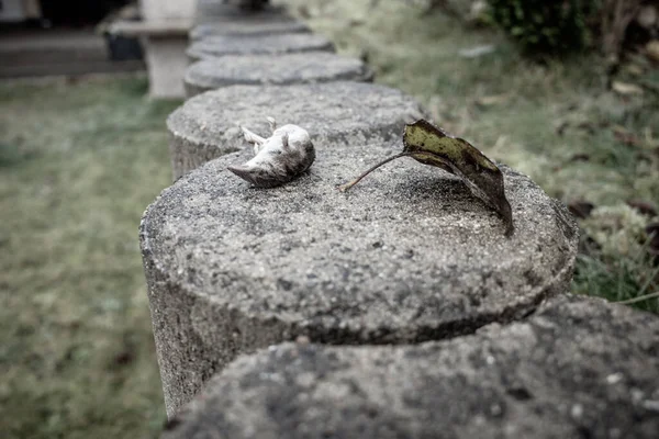 Eine Tote Maus Liegt Auf Einer Gartenmauer — Stockfoto