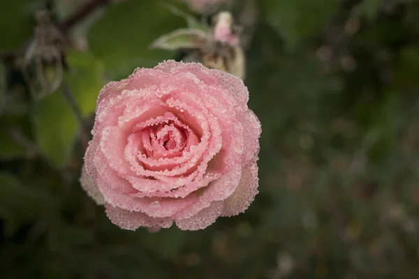 Bir Gülün Pembe Çiçeği Donla Kaplıdır — Stok fotoğraf