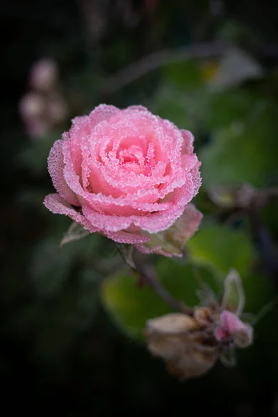 Bir gülün pembe çiçeği donla kaplıdır.