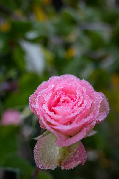 Ροζ Λουλούδι Ενός Τριαντάφυλλου Καλύπτεται Παγετό — Φωτογραφία Αρχείου