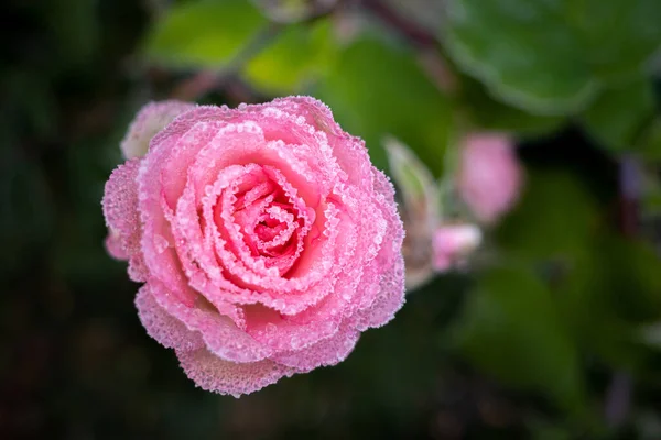 장미의 분홍빛 서리로 — 스톡 사진