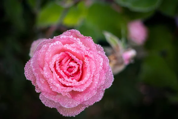 Ροζ Λουλούδι Ενός Τριαντάφυλλου Καλύπτεται Παγετό — Φωτογραφία Αρχείου