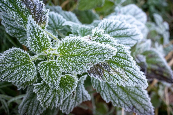 Leaves Nettle Covered Frost Royalty Free Stock Images