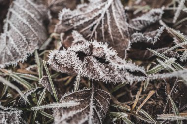 Yapraklar kışın soğuktan dolayı buz kristalleriyle kaplıdır.