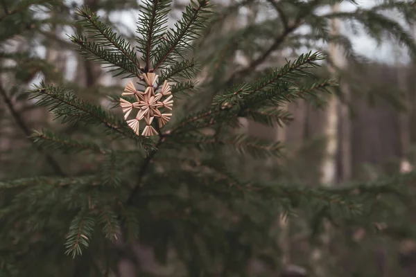 Estrelas Palha Penduradas Uma Árvore Conífera Para Natal — Fotografia de Stock