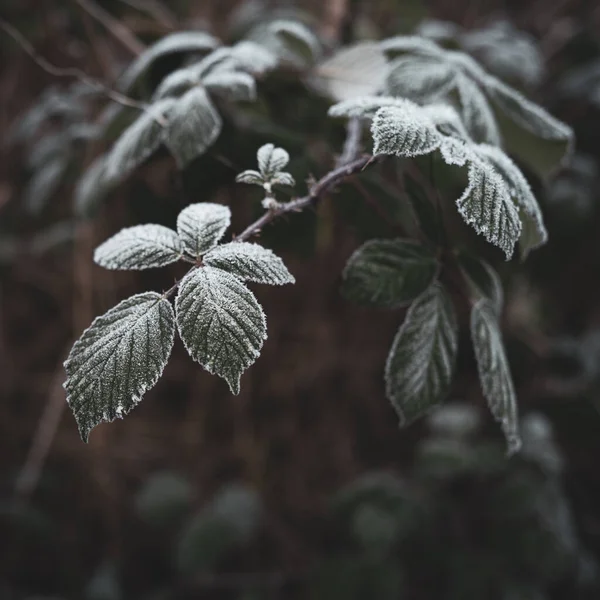 Bladen Täckta Med Iskristaller Grund Frost Vintern — Stockfoto