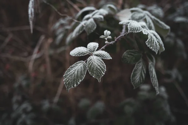 Folhas São Cobertas Com Cristais Gelo Devido Geada Inverno — Fotografia de Stock