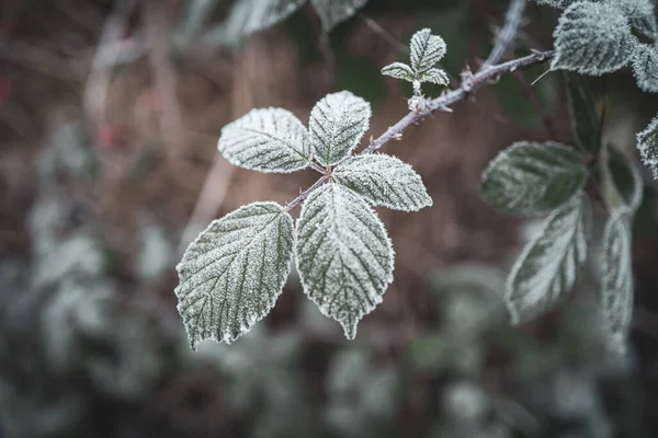 Foglie Sono Ricoperte Cristalli Ghiaccio Causa Del Gelo Inverno — Foto Stock