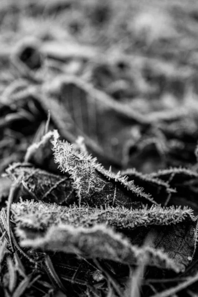 Folhas São Cobertas Com Cristais Gelo Devido Geada Inverno — Fotografia de Stock