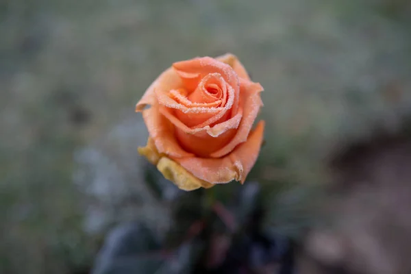 Orange Rose Flower Covered Ice Crystals Winter — Stock Photo, Image
