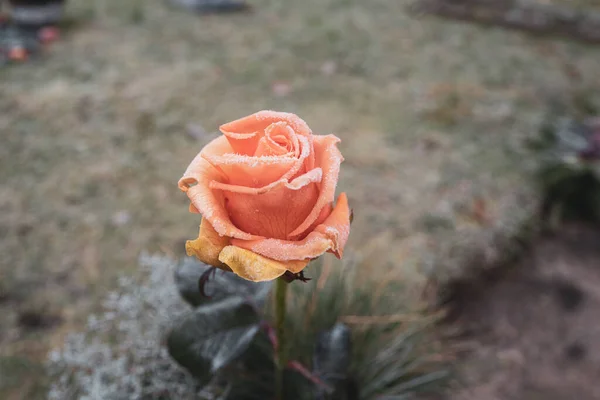 an orange rose flower is covered with ice crystals in winter