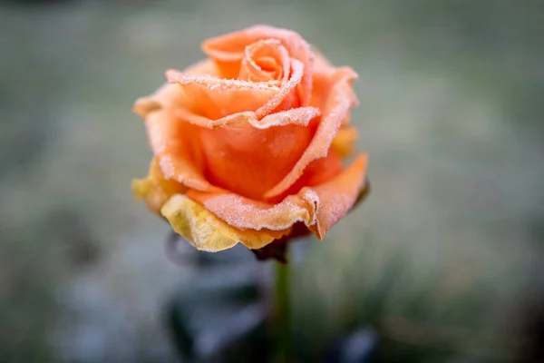 Orange Rose Flower Covered Ice Crystals Winter — Stock Photo, Image