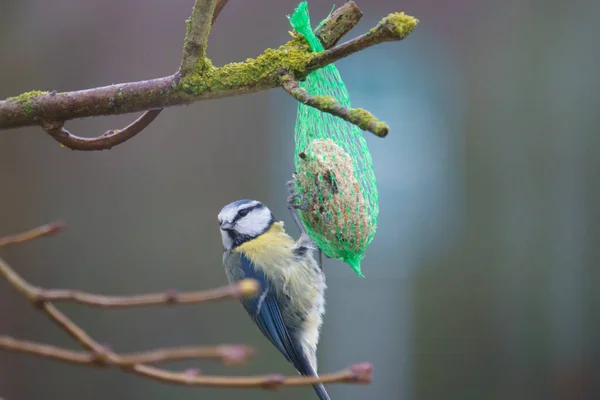 Eine Meise Hängt Einem Vogelfutterball Und Frisst Das Futter — Stockfoto