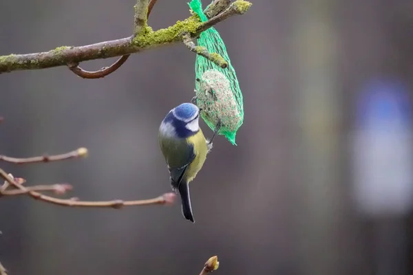Titmouse Pendura Uma Bola Alimentador Pássaros Come Comida — Fotografia de Stock