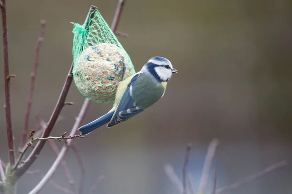 Blue Tit Hangs Titmouse Dumpling Peck Food — Stock Fotó