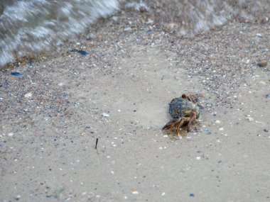 Baltık Denizi sahillerinde küçük bir yengeç sürünür.
