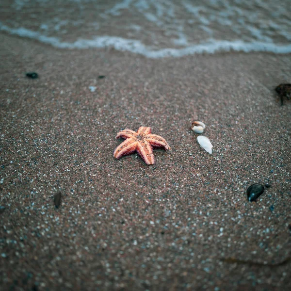Берегу Балтийского Моря Лежит Оранжевая Морская Звезда — стоковое фото