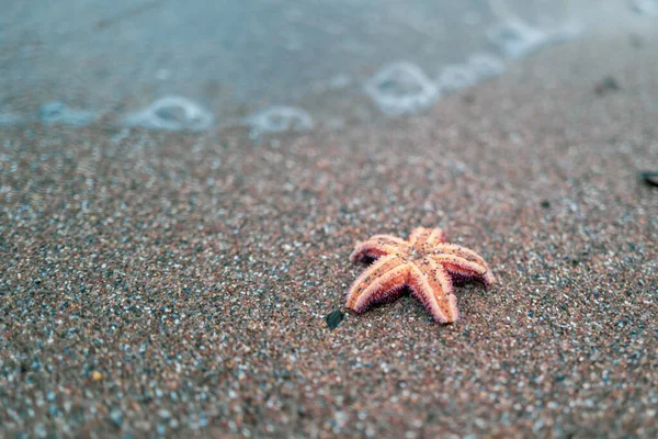 Берегу Балтийского Моря Лежит Оранжевая Морская Звезда — стоковое фото
