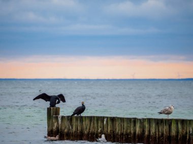 Birkaç karabatak ve martı Baltık Denizi sahilinde bir bune üzerindedir. 