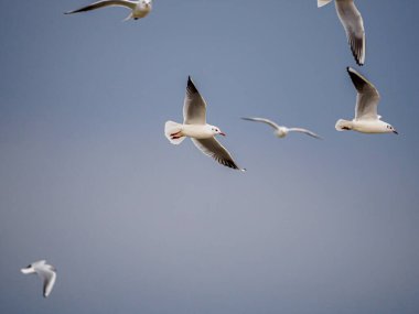 Birkaç beyaz martı gökyüzünde yan yana uçuyor