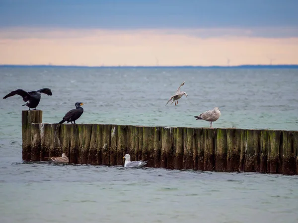 Several Cormorants Seagulls Bune Beach Baltic Sea — Stock Photo, Image
