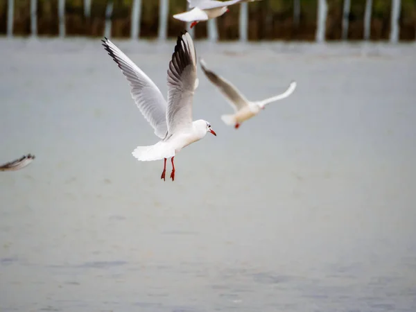 Several White Seagulls Beach Baltic Sea — Stock Photo, Image