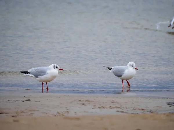 Several White Seagulls Beach Baltic Sea — Stock Photo, Image
