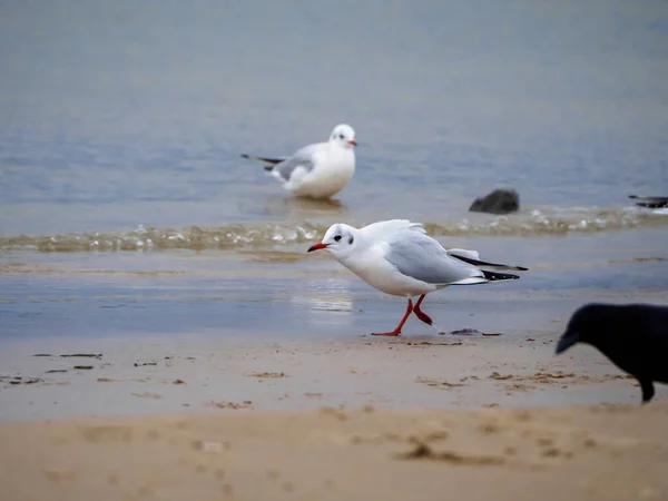 Several White Seagulls Beach Baltic Sea — Stock Photo, Image