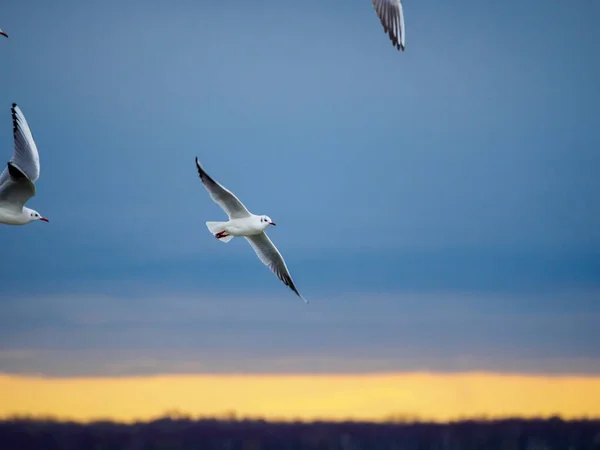 Mehrere Weiße Möwen Fliegen Nebeneinander Den Himmel — Stockfoto