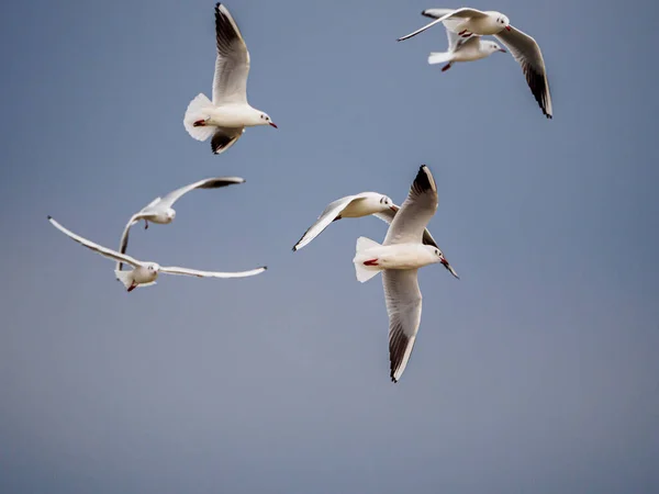 Plusieurs Mouettes Blanches Volant Côte Côte Dans Ciel — Photo