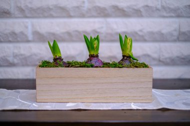 Büfenin üzerinde duran tahta kutuda üç tane çiçek soğanı var.