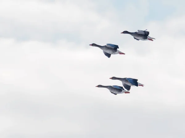 Cuatro Gansos Grises Volando Lado Lado Cielo Azul — Foto de Stock
