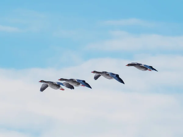 Чотири Сірих Гуси Літають Поруч Блакитному Небі — стокове фото