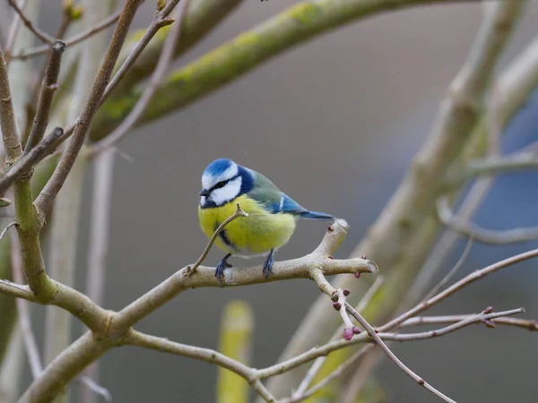 Eine Großaufnahme Einer Blaumeise Die Auf Einem Ast Sitzt — Stockfoto