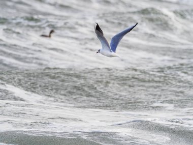 Baltık Denizi 'nin üzerinde fırtınada uçan bir martı.