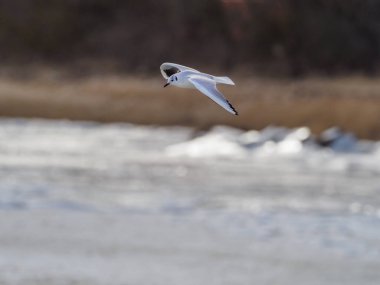 Baltık Denizi 'nin üzerinde fırtınada uçan bir martı.