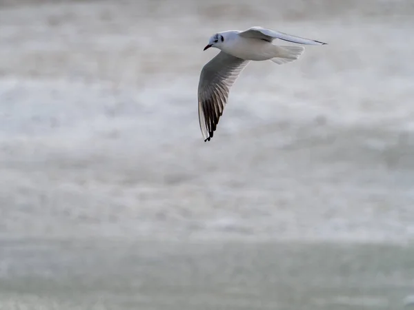 Une Mouette Vole Dans Une Tempête Dessus Mer Baltique — Photo