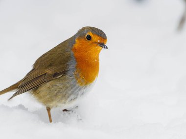 Bir bülbül kışın karda durur ve kameraya bakar.