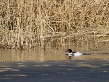  Gölde siyah beyaz bir kaz sümüğü yüzer (Mergus merganser))