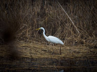 Bir gölün kıyısında beyaz bir balıkçıl duruyor ve su sakin.