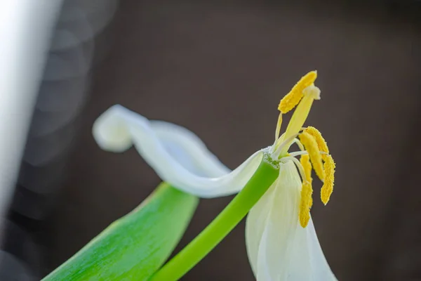 a close up of a wilted tulip that has lost its petals