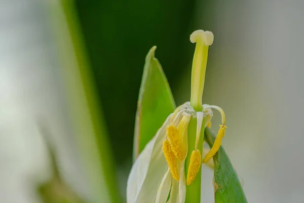 a close up of a wilted tulip that has lost its petals