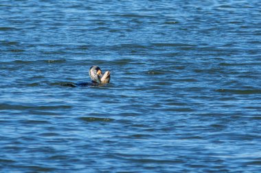 Bir karabatak taze yakalanmış büyük bir balığı yer.