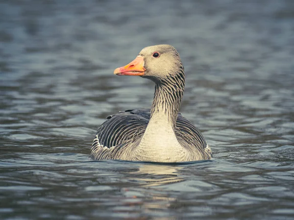 a portrait shot of a goose swimming on a lake and looking at the camera