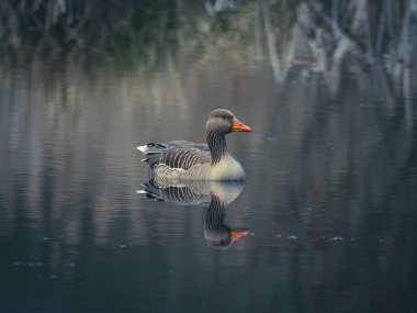 Sakin sularda yüzen gri bir kazın yakın çekimi 