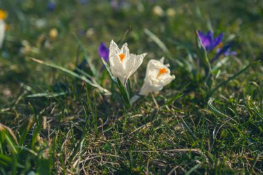 Timsahlar baharda yeşil bir çayırda çiçek açarlar. 