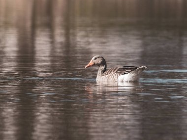 Gri bir kaz gölün sularında yüzer.