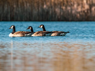 Gölün mavi sularında birkaç vahşi kaz yüzer.