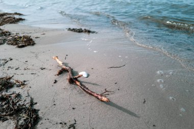 Deniz kıyısında kurumuş ahşap bir dal ve beyaz bir kabuk var.