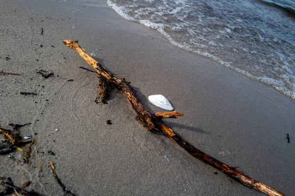 Sulla Riva Del Mare Ramo Legno Lavato Una Conchiglia Bianca — Foto Stock